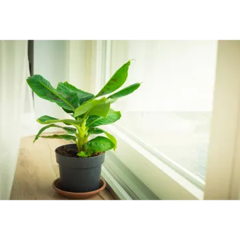 Natural Banana Plants